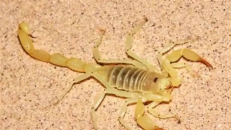 إصابة فتاة وصغير بلدغات عقارب سامة بالفرافرة في الوادي الجديد