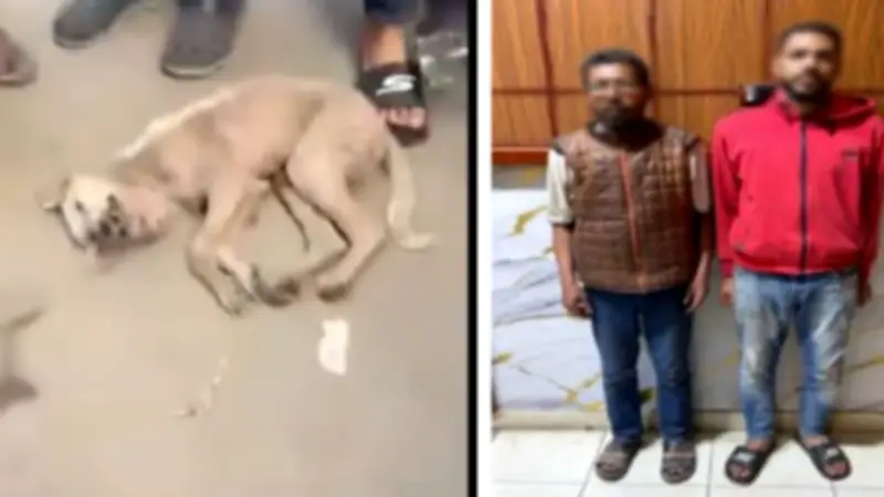 الشرقية: القبض على شخصين اعتديا على كلب بالضرب حتى الموت