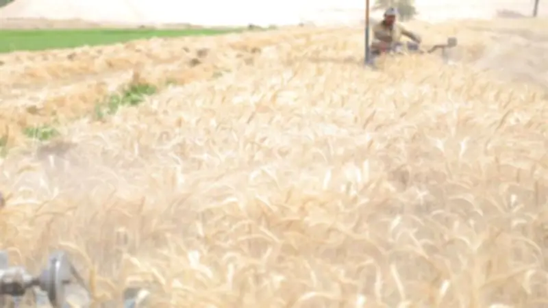 الزراعة: أجواء ربيعية مائلة للصيف والجمعة أفضل أيام الأسبوع للري والحصاد