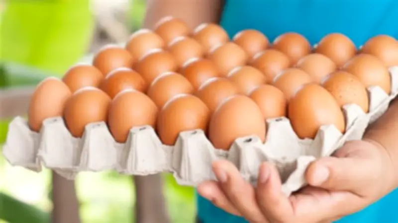 ارتفاع جديد في سعر كرتونة البيض اليوم الجمعة ببورصة الدواجن