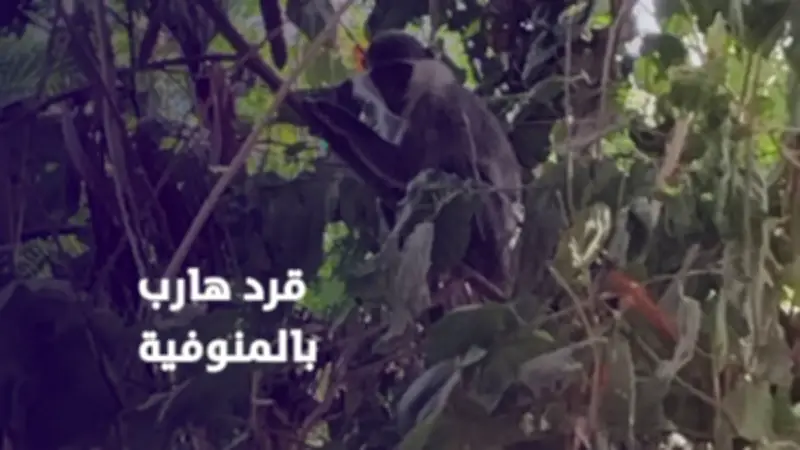 قرد هارب يدعى لولو يثير الذعر في المنوفية ويشغل السوشيال ميديا