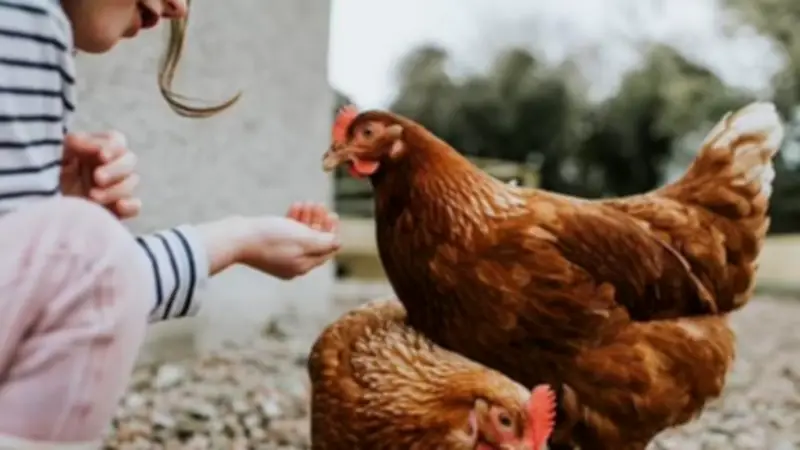 المصريون القدماء لم يتناولوا الدجاج.. سر تاريخي يُكشَف لأول مرة