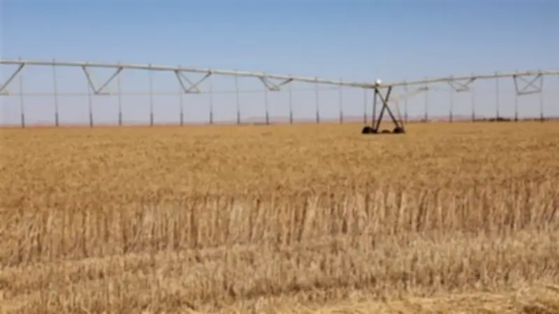 الوادي الجديد تتصدر محافظات مصر في حصاد القمح هذا الموسم