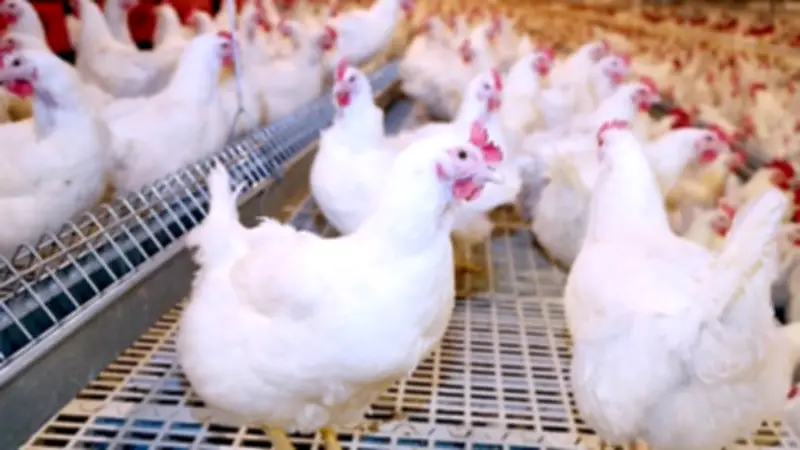 هل خفض نظام الطيبات أسعار الدواجن والبيض في الأسواق؟