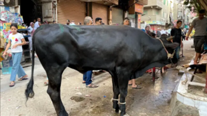 هل يشترط بلوغ السن الشرعي في الأضحية أم الوزن يكفي؟ الإفتاء تجيب