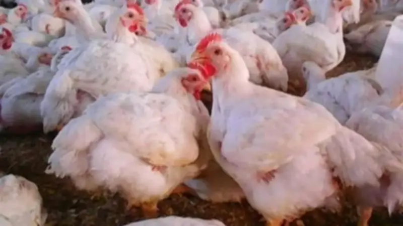 تحديثات بورصة الدواجن اليوم: أسعار الفراخ البيضاء والساسو والبلدي