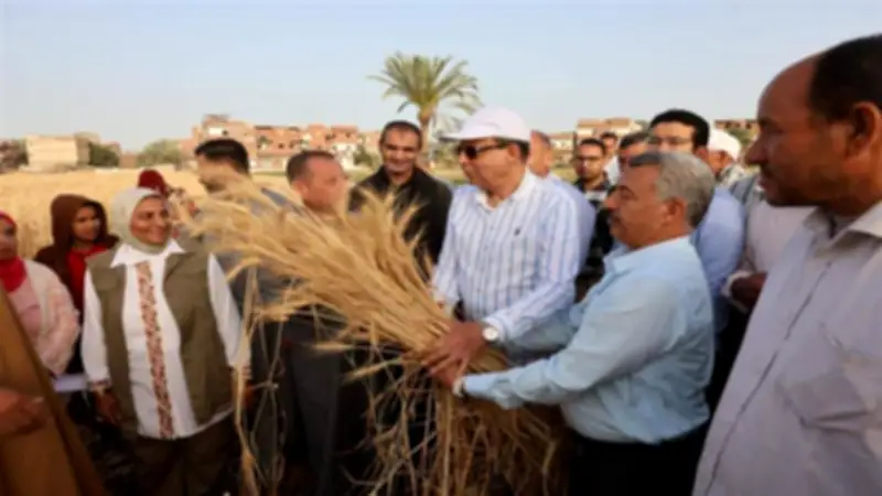 محافظ المنيا يشارك المزارعين حصاد القمح ويؤكد: محصول استراتيجي للأمن القومي