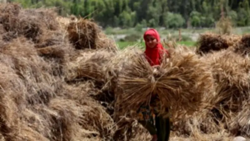 فرحة المزارعات بالذهب الأصفر.. محافظ المنيا يشهد حصاد القمح بسمالوط