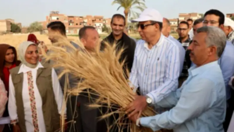 محافظ المنيا يشارك المزارعين حصاد القمح ويؤكد: الفلاح بطل الأمن الغذائي