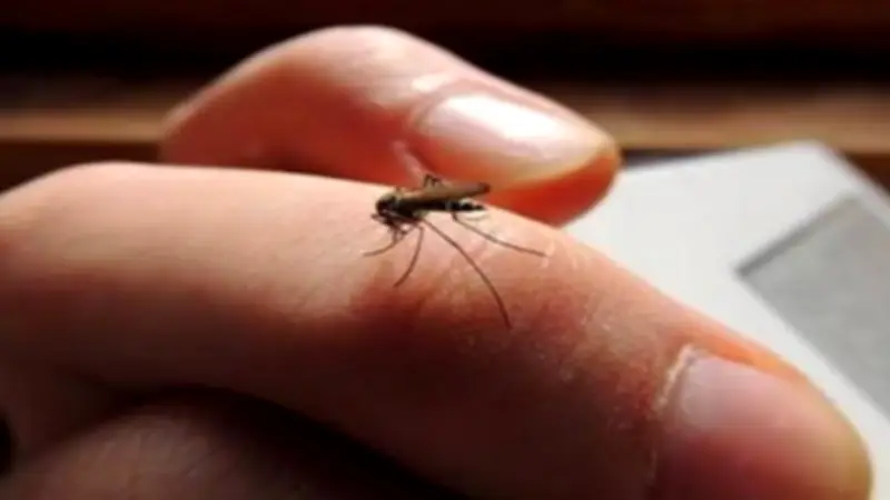 طرق طبيعية للتخلص من الناموس في الصيف بدون مواد كيميائية