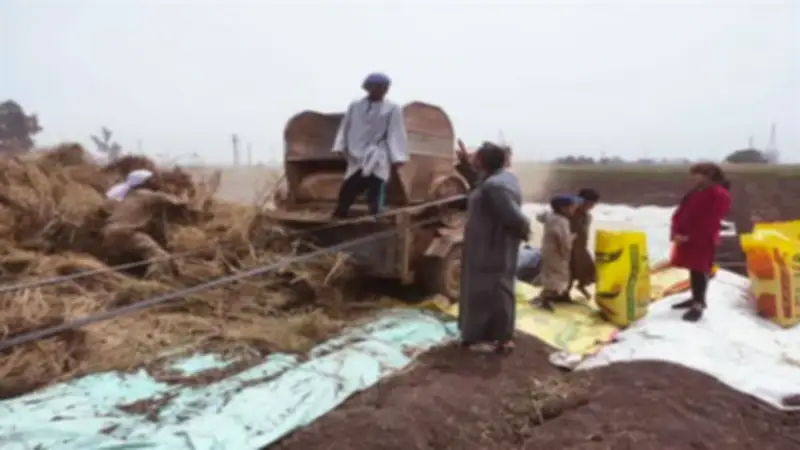 ملوك اليانسون.. بدء حصاد المحصول العطري في قرية بني أحمد بالمنيا