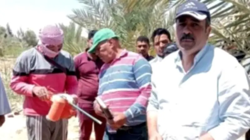 استكمال فعاليات مكافحة سوسة النخيل في الوادي الجديد