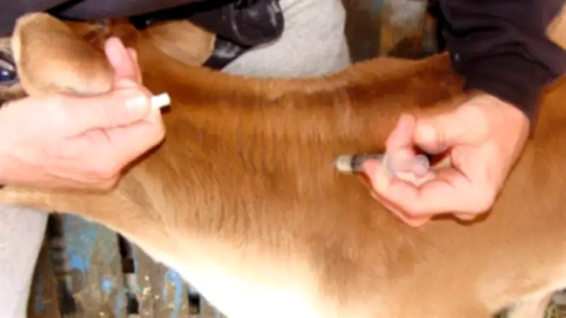 انطلاق الحملة القومية الثانية للتحصين ضد الحمى القلاعية في كفر الشيخ غداً