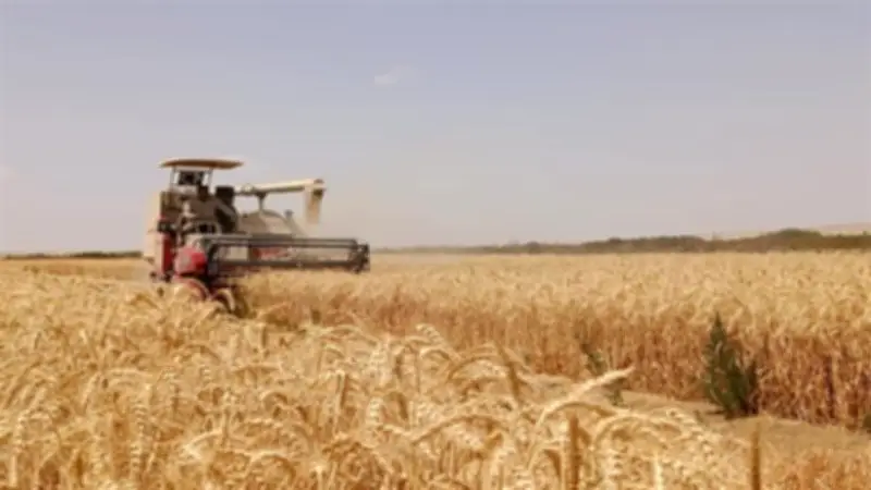 نجاح زراعة القمح بمياه شديدة الملوحة في المغرة.. إنجاز غير مسبوق