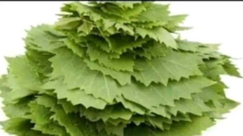 تأثير تناول ورق العنب على جسمك: فوائد صحية وتحذيرات مهمة