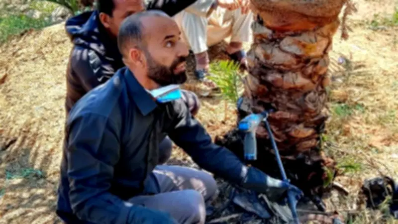 زراعة الإسماعيلية تنظم يوماً حقلياً لتدريب المزارعين على مكافحة سوسة النخيل