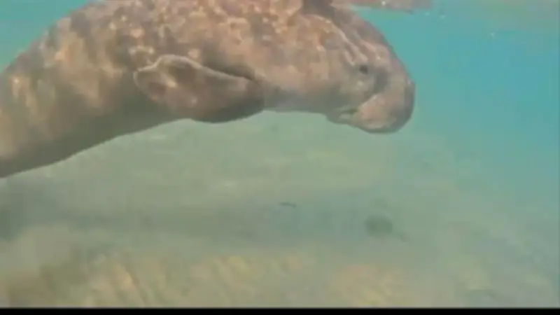 محميات البحر الأحمر: صغيرة عروس البحر بحالة جيدة ولا تزال بالمياه الضحلة