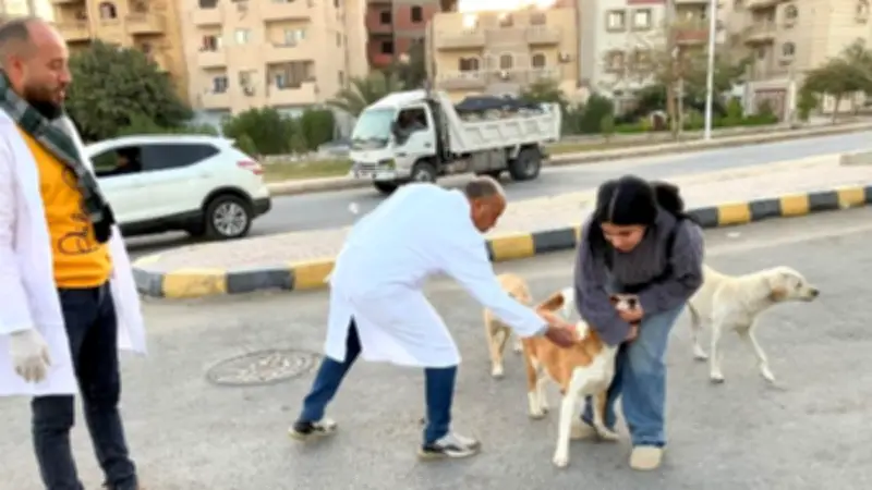 جمعيات الرفق بالحيوان تطالب باعتماد النموذج العلمي للتعامل مع الكلاب الضالة