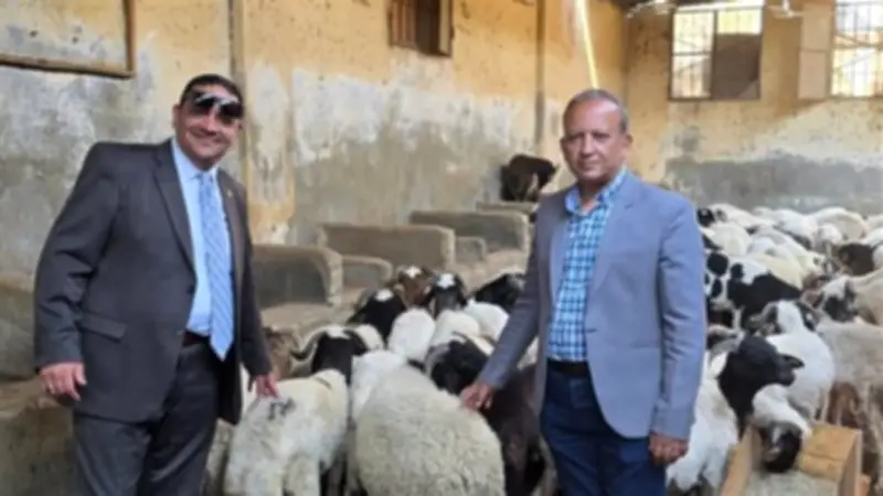 طب بيطري القاهرة: توافر أغنام برقي عالية الجودة استعدادًا لعيد الأضحى