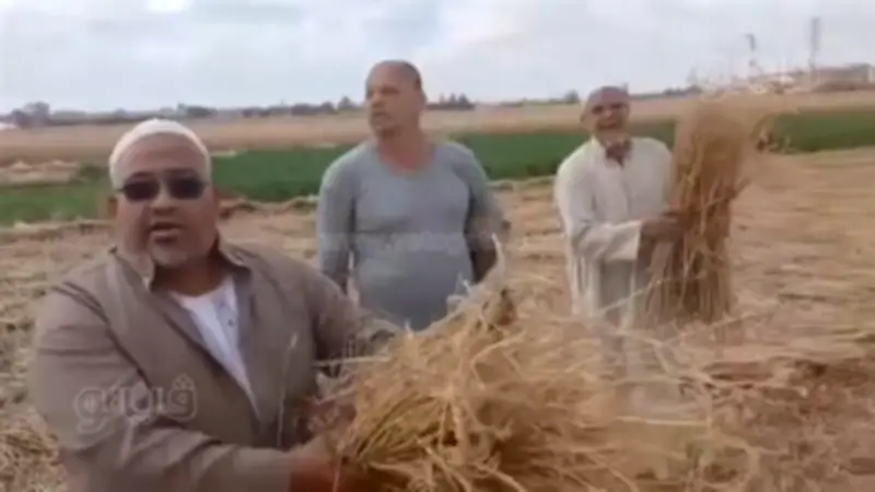 لغز سرقة محصول قمح كامل بأرض زراعية في الشرقية باستخدام جرارات خفية