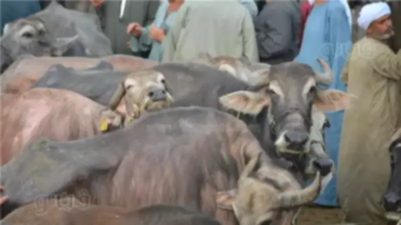 شعبة القصابين تحدد مواصفات الأضحية السليمة وتحذر من ذبح العزبة