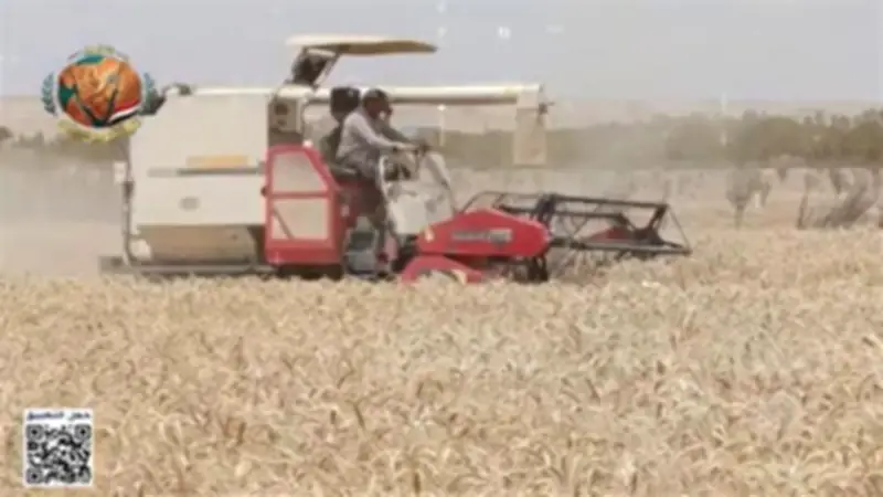 نجاح زراعة القمح بمياه عالية الملوحة.. إنجاز يدعم الأمن الغذائي في مصر