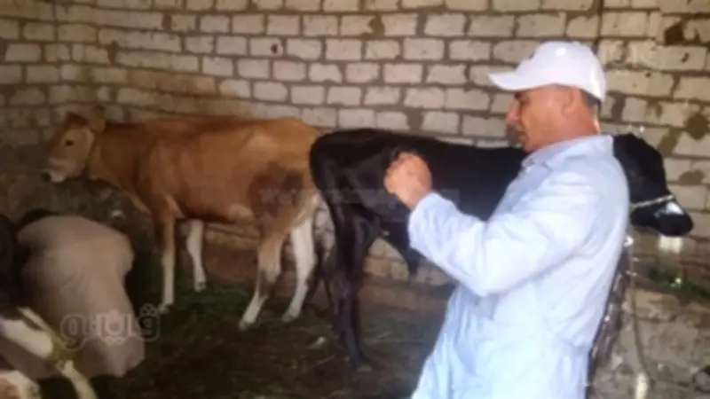 انطلاق الحملة القومية لتحصين الماشية ضد الحمى القلاعية بالمنيا الثلاثاء