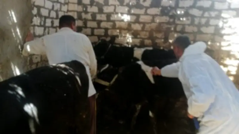 استمرار حملة تحصين الماشية ضد الجلد العقدي وجدري الأغنام بالإسماعيلية