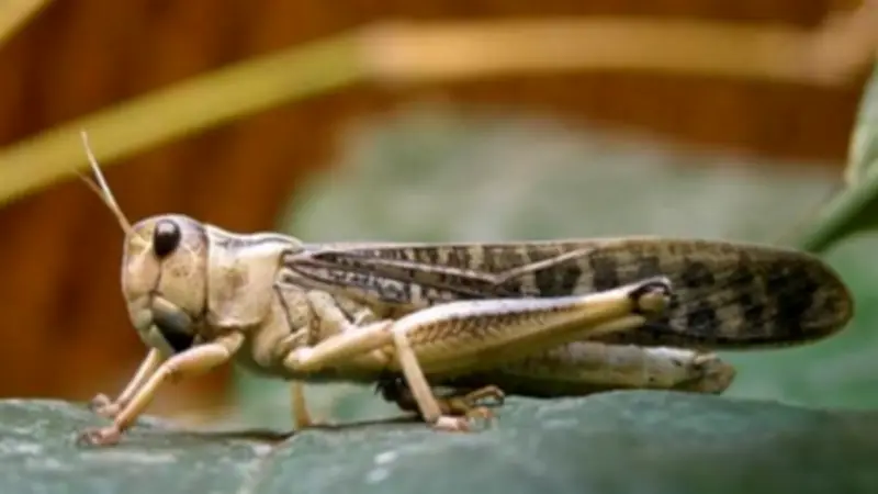 الزراعة تطلق برنامجاً تدريبياً متقدماً لتطوير منظومة الإنذار المبكر لمكافحة الجراد الصحراوي