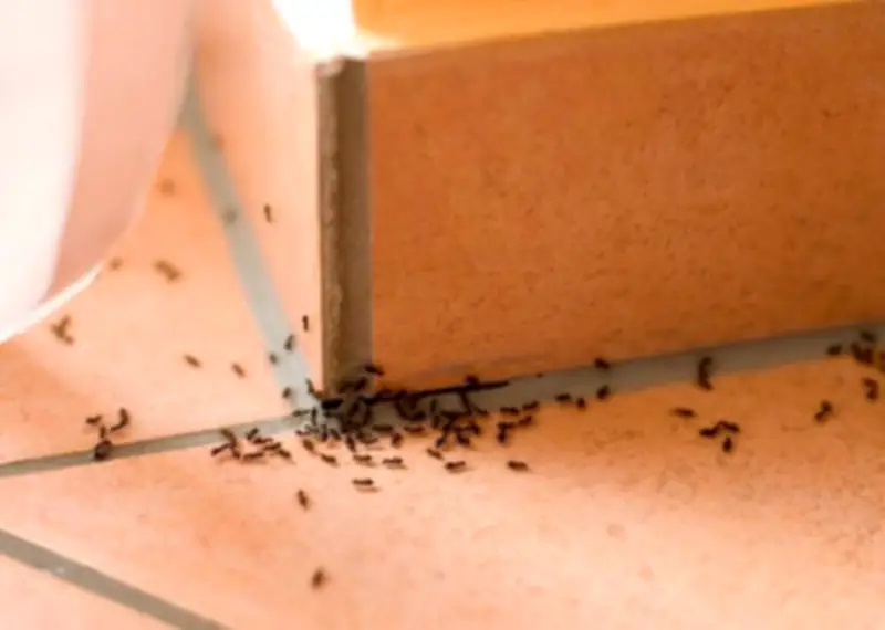 بمكونات من مطبخك: طرق آمنة للتخلص من النمل بسهولة