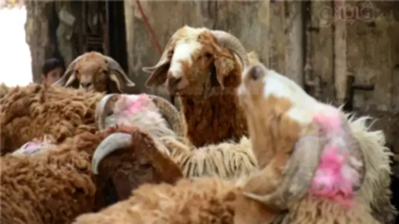 أمين الفتوى يوضح حكم ذبح خروف واحد للأضحية والعقيقة معًا