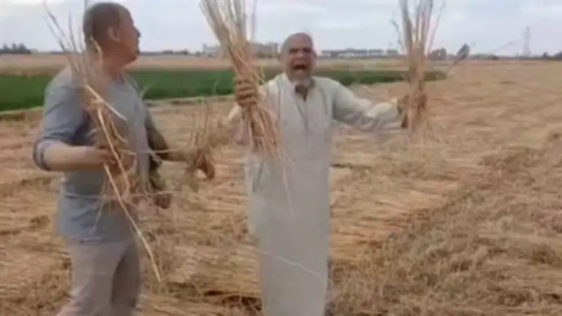 كشف لغز سرقة محصول القمح بالشرقية وضبط المتهمين