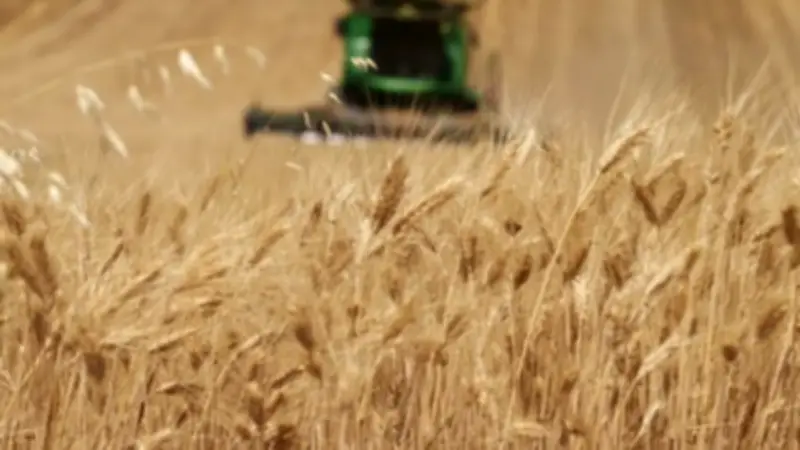 القبض على متهمي سرقة القمح بالشرقية واعترافهم بارتكاب الواقعة