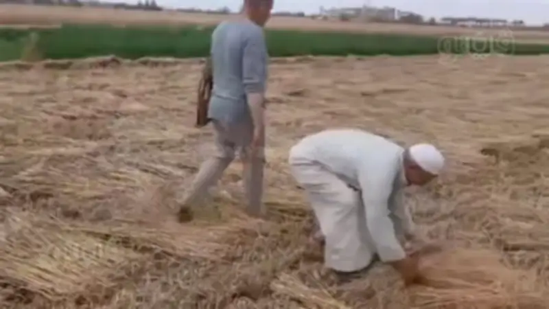 ضبط المتهم بسرقة محصول القمح في الشرقية واستعادة المسروقات