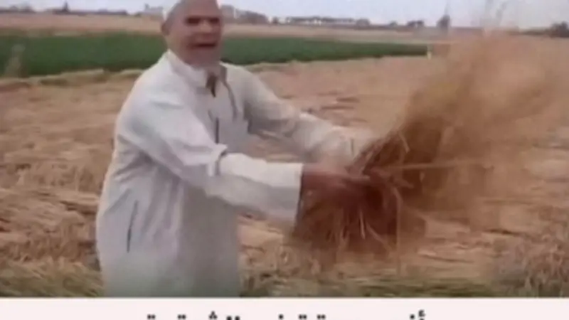 اختفاء محصول قمح في الشرقية خلال ساعتين.. تفاصيل صادمة