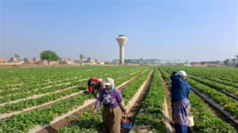 موسم حصاد الفراولة بالقليوبية يحيي آمال المزارعين والنساء المعيلات