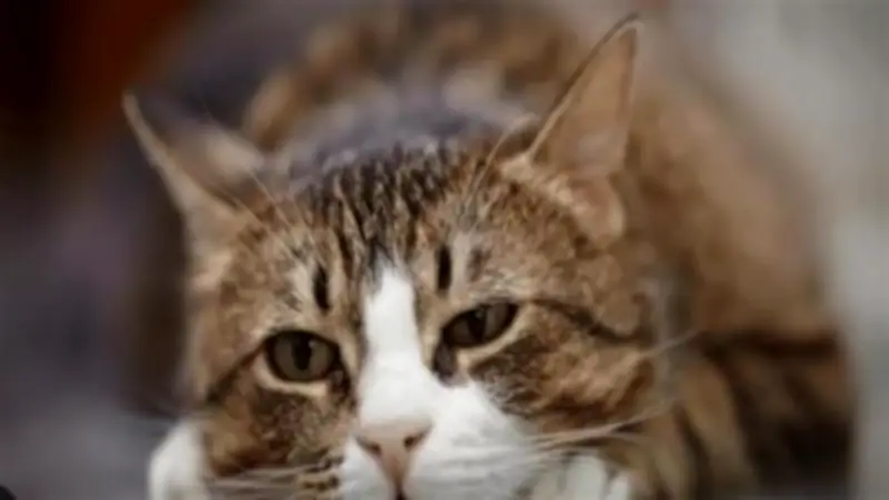 دراسة تكشف: القطط تعاني عند غياب أصحابها وتظهر سلوكيات غريبة