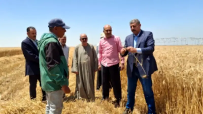 زراعة الإسماعيلية تعلن انطلاق حصاد القمح وتتابع انتظام التوريد