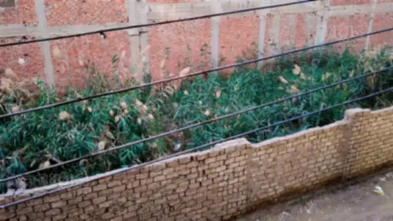 أهالي السنطة يستغيثون بمحافظ الغربية لانتشار الحشائش بأرض مهجورة