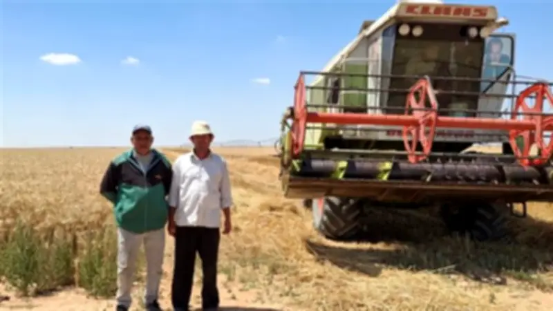 متابعة يومية لتوريد القمح في الإسماعيلية لتحقيق الاكتفاء الذاتي