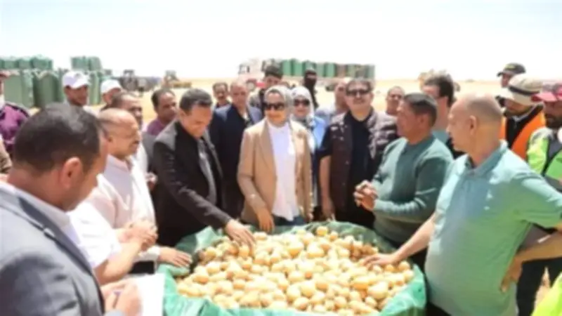 محافظ الوادي الجديد تتابع حصاد القمح والبطاطس في مزارع بلاط