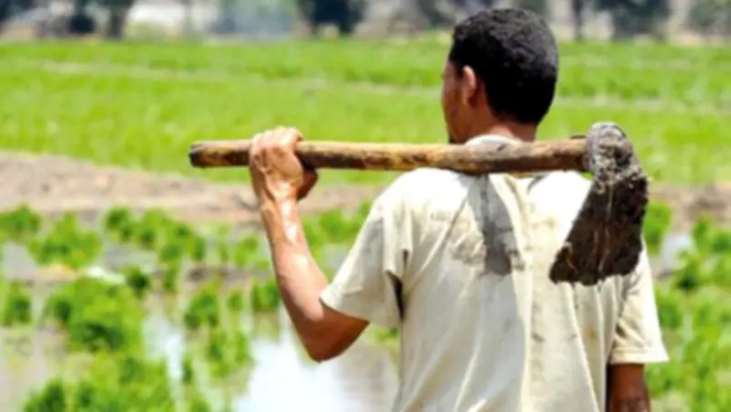 دعم الفلاح المصري.. استعدادات الدولة للموسم الصيفي وتأمين مستلزمات الإنتاج