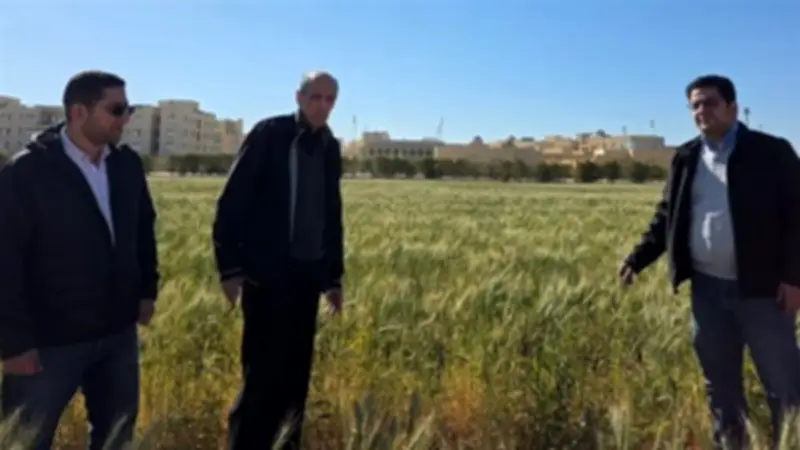 جامعة الملك سلمان تحقق إنجازًا بحثيًا بزراعة القمح بمياه شديدة الملوحة