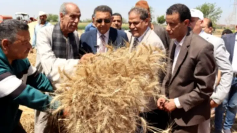 محافظ القليوبية يتفقد حصاد القمح ويؤكد دعم الدولة للمزارعين لتحقيق الأمن الغذائي