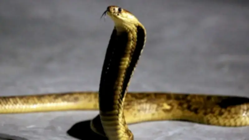 كوبرا ضخمة تثير الذعر في قرية بالسنطة والحماية المدنية تتدخل