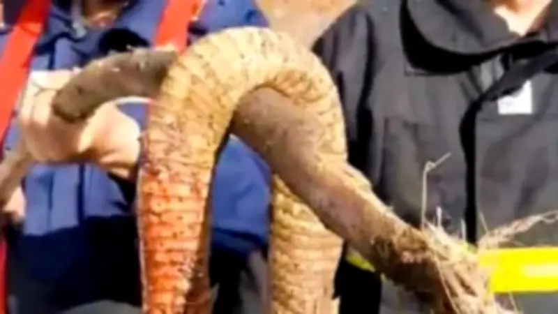 حالة ذعر في الغربية بعد ظهور أفعى كوبرا ضخمة وتحرك عاجل للحماية المدنية