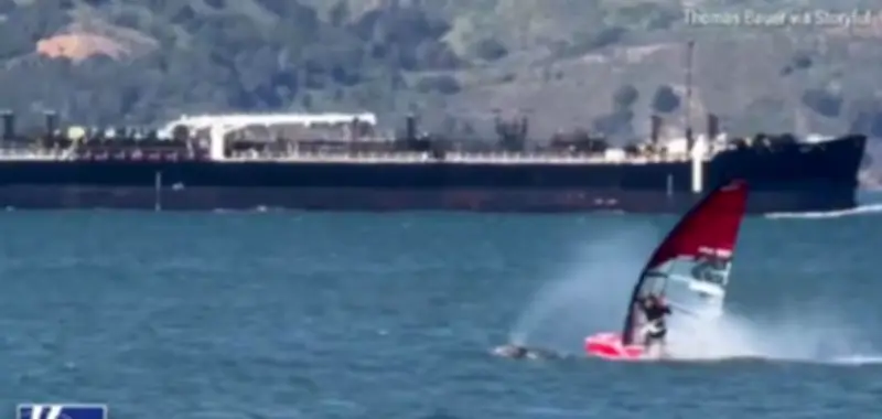 مشهد مذهل يحبس الأنفاس: متزلج ينجو من تصادم نادر مع حوت فيديو