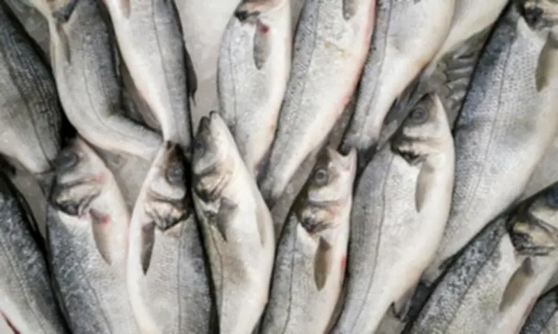 إنجاز علمي جديد: كواليس أول تفريخ صناعي لأسماك البوري في مصر