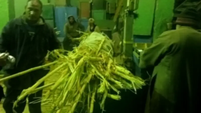 القصب يتدفق على أرمنت بالأقصر.. صور وفيديو