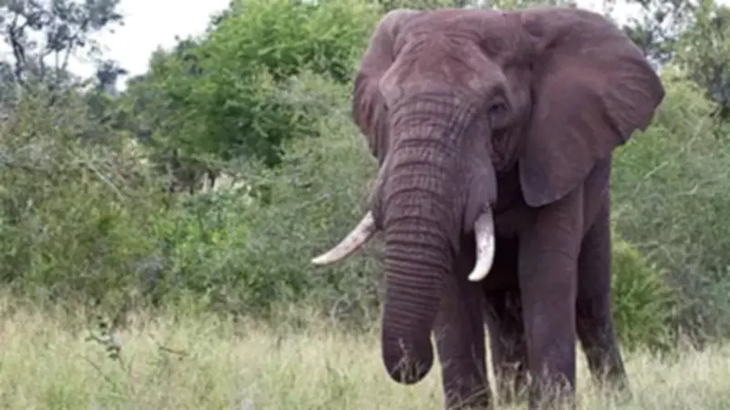 تفسير رؤية الفيل في المنام: دلالات القوة والمال والحياة